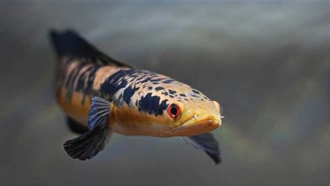 Ikan Hias Channa: Keindahan dan Keunikan di Akuarium Anda